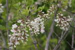 Black locust